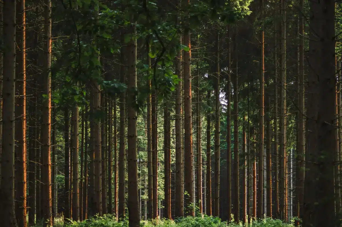 Forêt dense avec arbres matures illustrant l'exposition aux actifs forestiers de Terra Europe