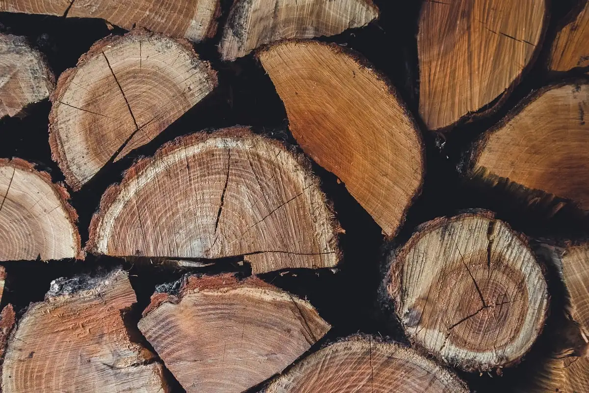 Massif forestier géré au soleil illustrant usages et biodiversité